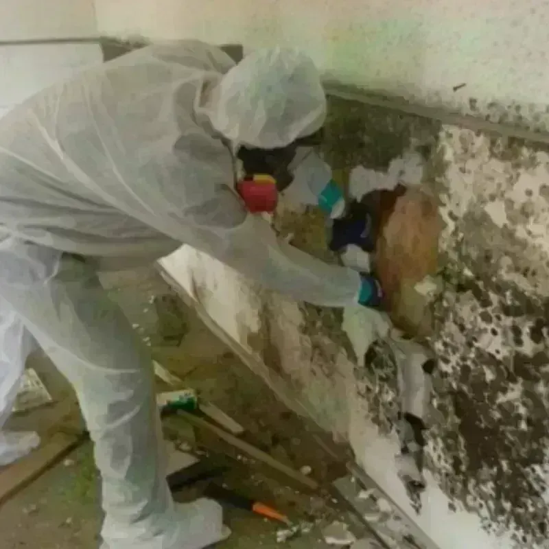 Mold Remediation and Removal in Lewisport, KY